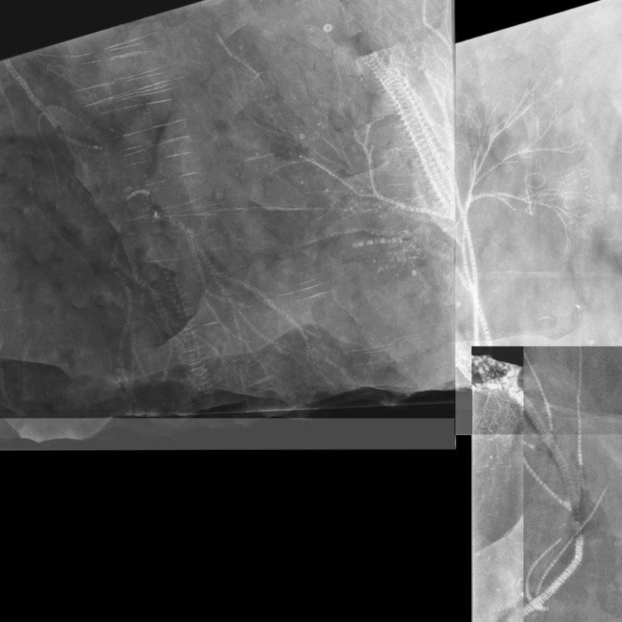 Gastrocrinus giganteus, Bundenbach