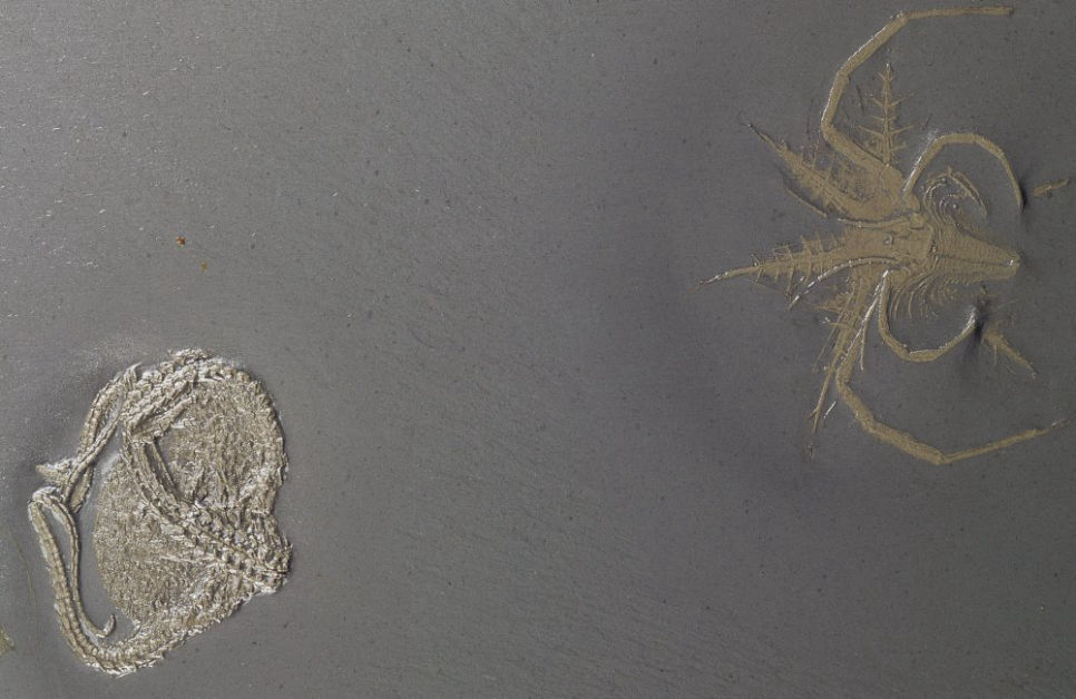 Mimetaster_Taeniaster_Bundenbach Mimetaster_Taeniaster_Bundenbach