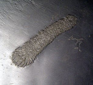 Palaeocucumaria_hunsrueckianaps_Bundenbach Palaeocucumaria_hunsrueckianaps_Bundenbach