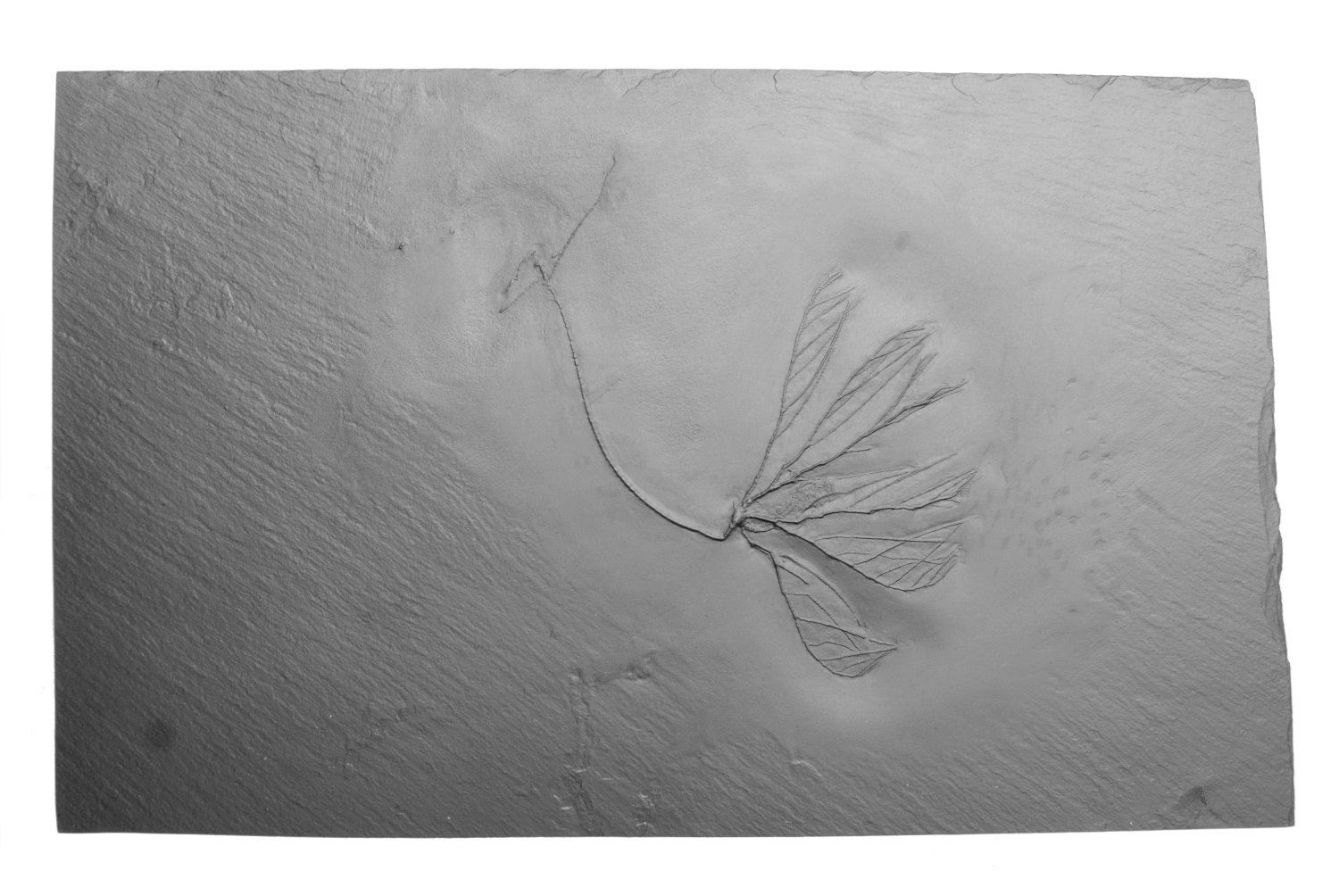 Rhadinocrinus dactylus; Bundenbach