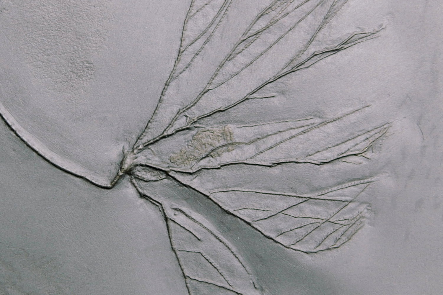 11_02_Rhadinocrinus dactylus; 16x13 cm; Bundenbach_Detail_zoom