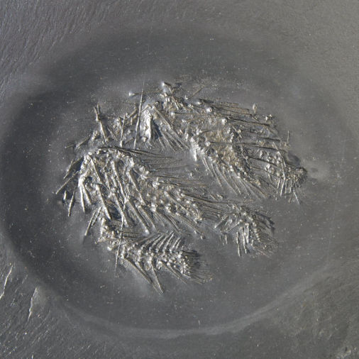 Hystrigaster horridus, Bundenbach