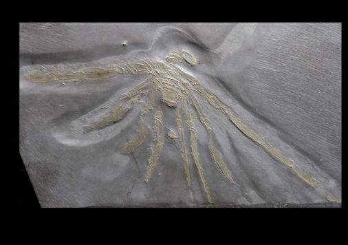 Palaeoisopus problematicus, Bundenbach