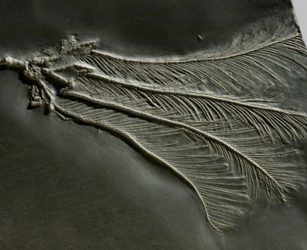 Propoteriocrinus scopae, Bundenbach