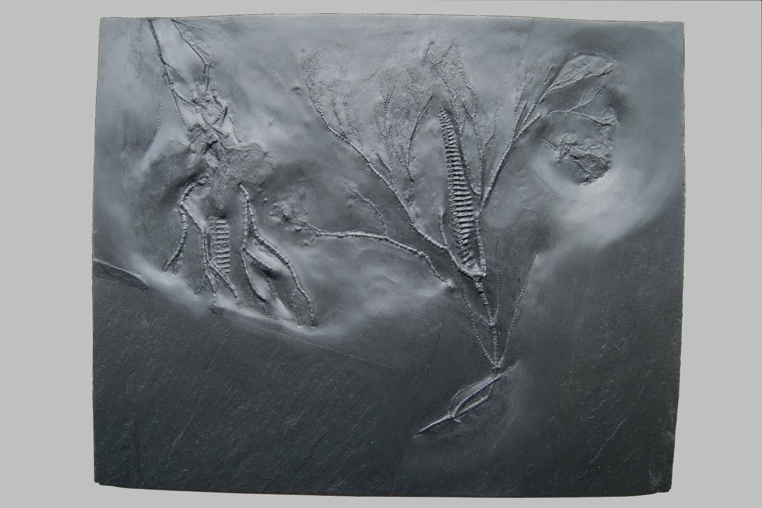 Gastrocrinus giganteus, Bundenbach