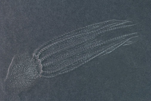 Kentrospondylus decadactylus, Bundenbach