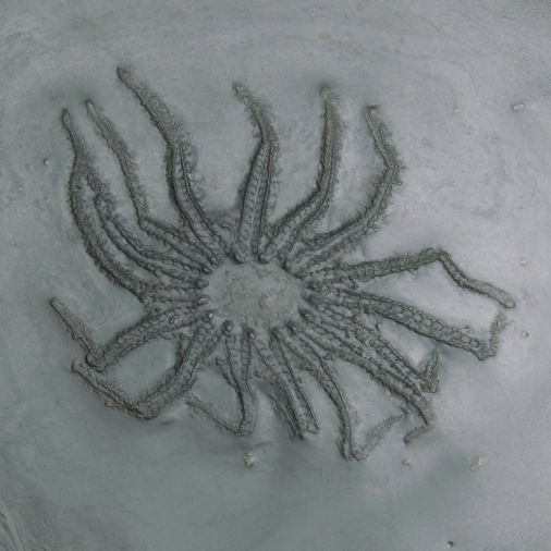 Medusaster rhenanus, Bundenbach