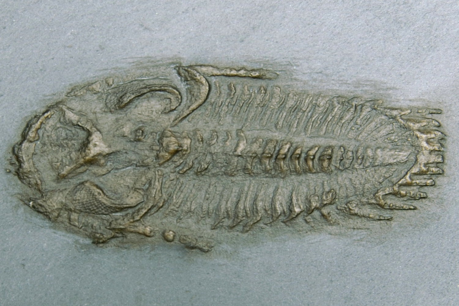 Rhenops_anserinus_Bundenbach_Detail