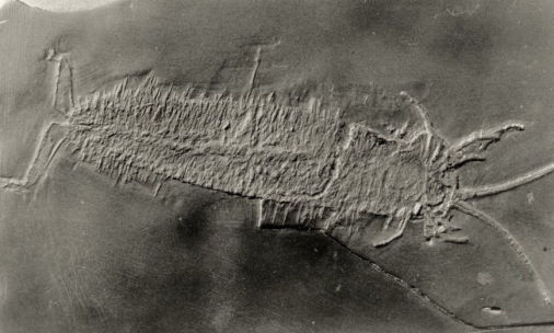 Wingertshellicus backesi, Bundenbach