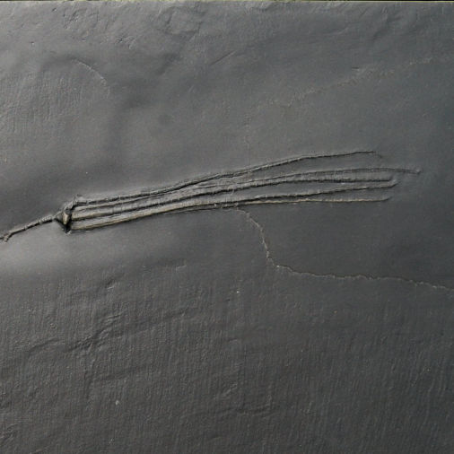 Triacrinus königswaldi, Bundenbach