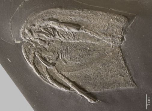 Vachonisia rogeri, Bundenbach