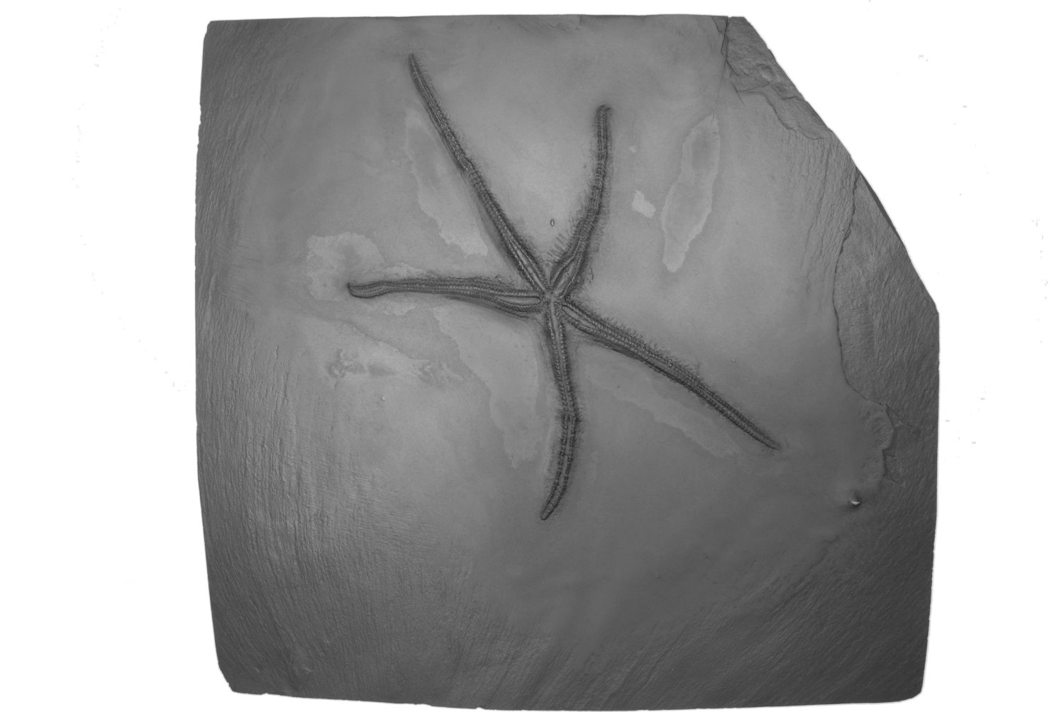 Urasterella_asperula_Bundenbach