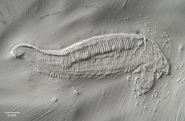 Bundenbach_Captopodus_poschmanni_Univer-GKP487PRS.1 Bundenbach_Captopodus_poschmanni_Univer-GKP487PRS.1