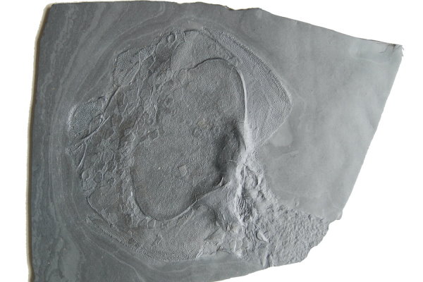 Bundenbach_Fossilien_Agnatha