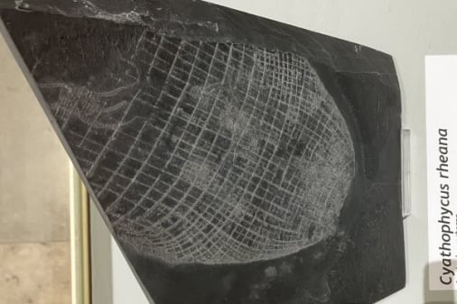 Bundenbach-Fossilien_Museum_SMNK_02_Cyathophycus rhena