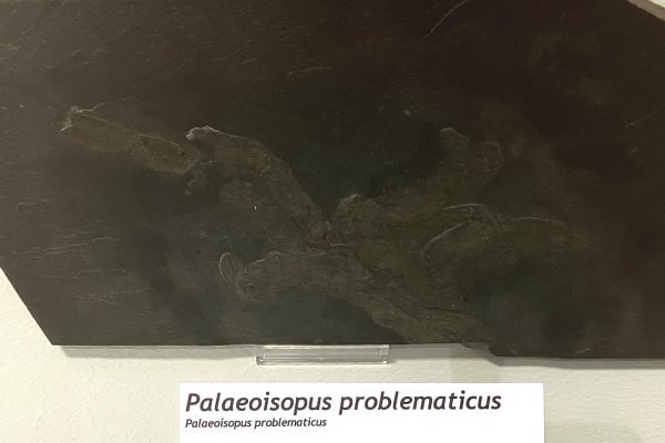 Bundenbach-Fossilien_Museum_SMNK_08_Palaeoisopus problematicus