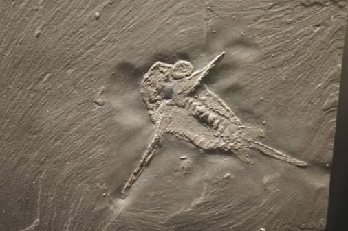 Bundenbach-Fossilien_Museum_NHM Mainz_01_Schinderhannes bartelsi