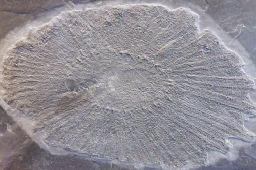 Bundenbach-Fossilien_NHM Wien_05_Palaeosolaster gregoryi