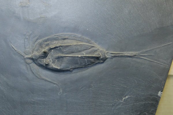 Bundenbach-Fossilienmuseum_Exponat_01_Nahecaris stuertzi