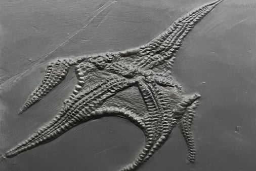 Bundenbach-Fossilienmuseum_Exponat_04_Euzonosoma tischbeinianum