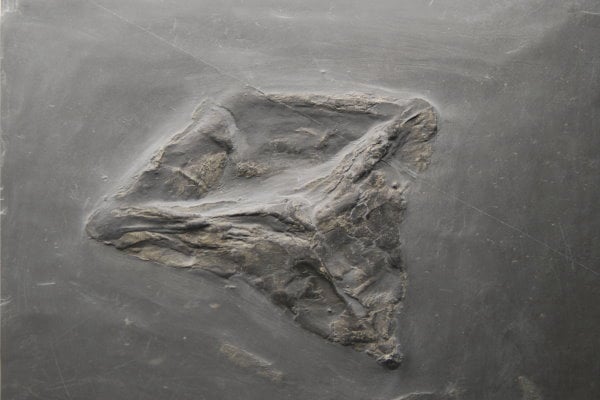 Bundenbach-Fossilienmuseum_Exponat_05_Conularia sp.