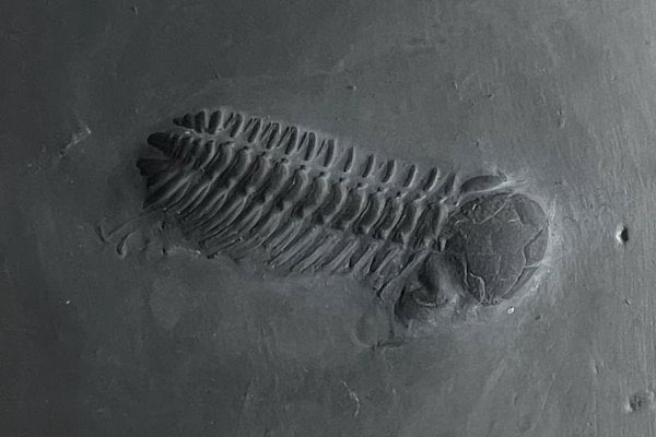 Bundenbach-Fossilienmuseum_Exponat_08_Chotecops ferdinandi