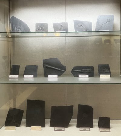 Bundenbach-Fossilienmuseum_Vitrine 4