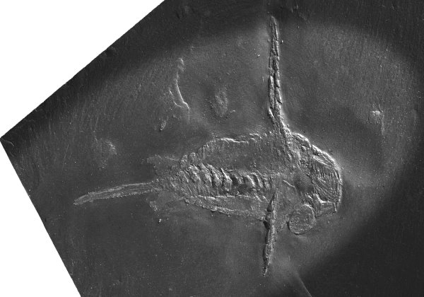 Bundenbach_Schinderhannes_bartelsi_MNHM_NHM PWL 1994-52 LS Bundenbach_Schinderhannes_bartelsi_MNHM_NHM PWL 1994-52 LS