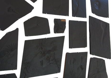 Bundenbach_Fossilien_Ankauf