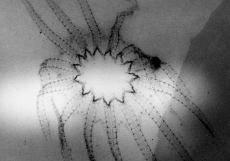 Bundenbach_Fossilien_Galerie Bundenbach_Fossilien_Galerie