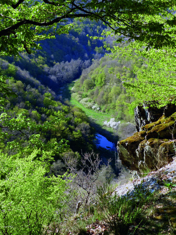 Bundenbach_Ikonen des Hunsrückschiefers_Fossilien Heft 2021-05