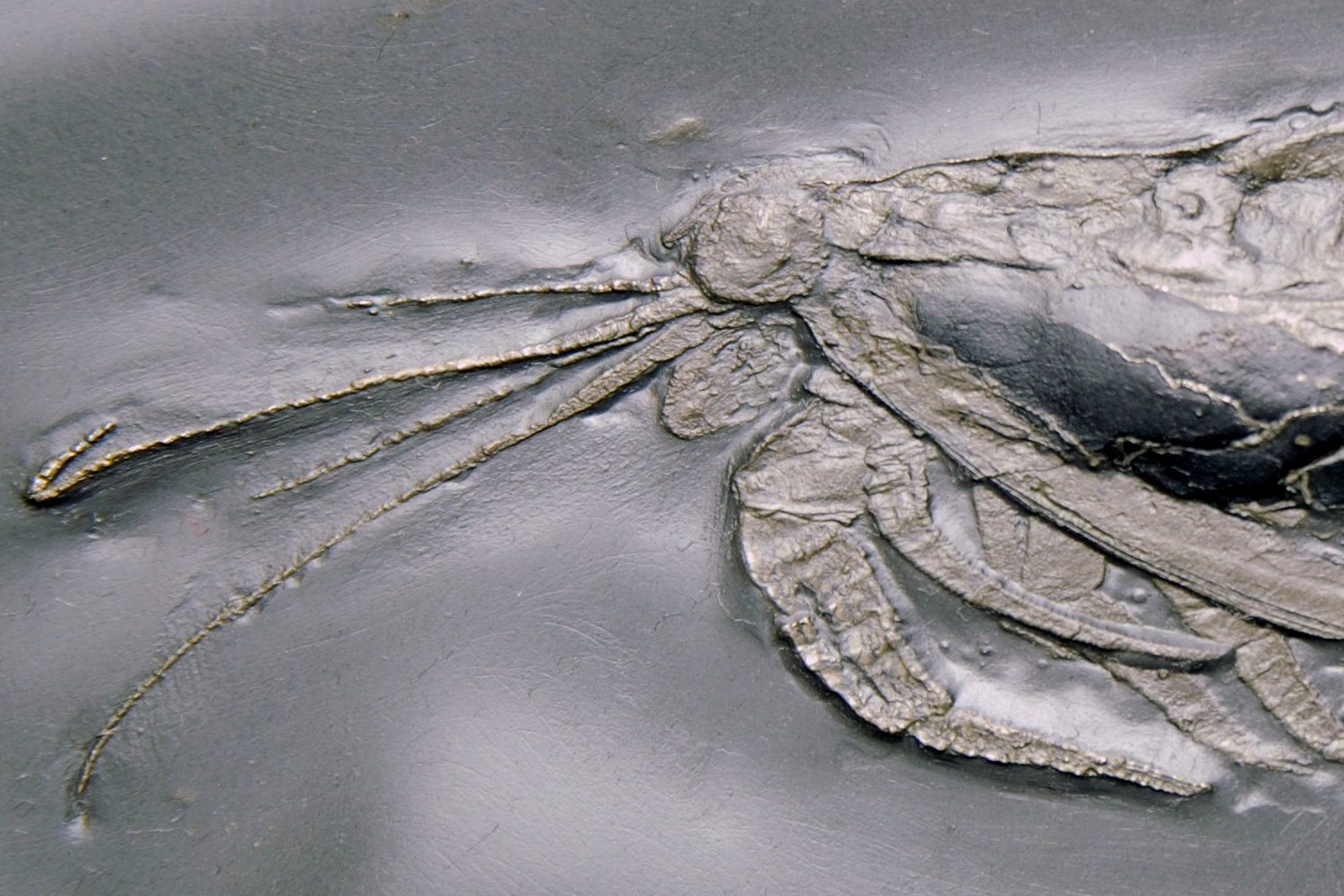 Nahecaris_stuertzi_Bundenbach_Detail