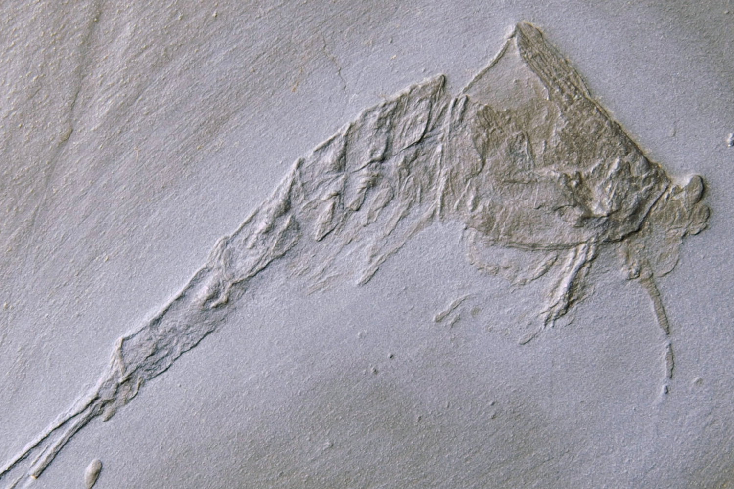 Oryctocaris_balssi_Bundenbach_Detail