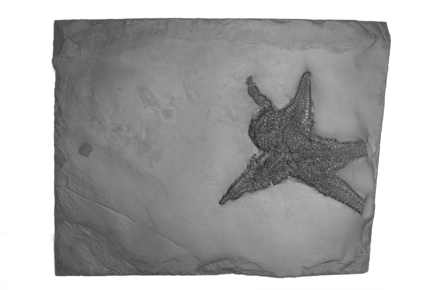 Palaeostella_solida_Bundenbach