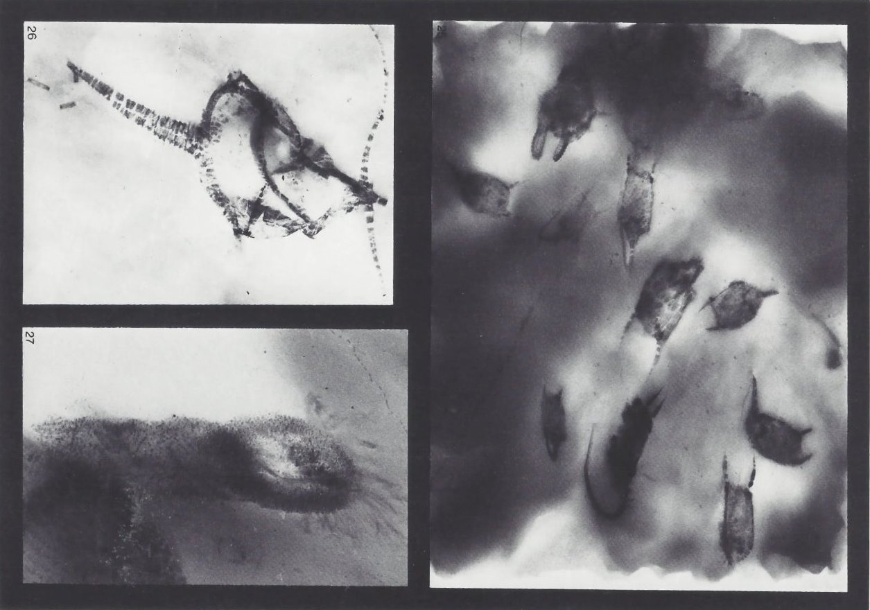 Rhenocystis latipedunculata, Regulaecystis pleurocystoides, Palaeocucumaria hunsrueckiana Bundenbach-Fossil_Tafel_10