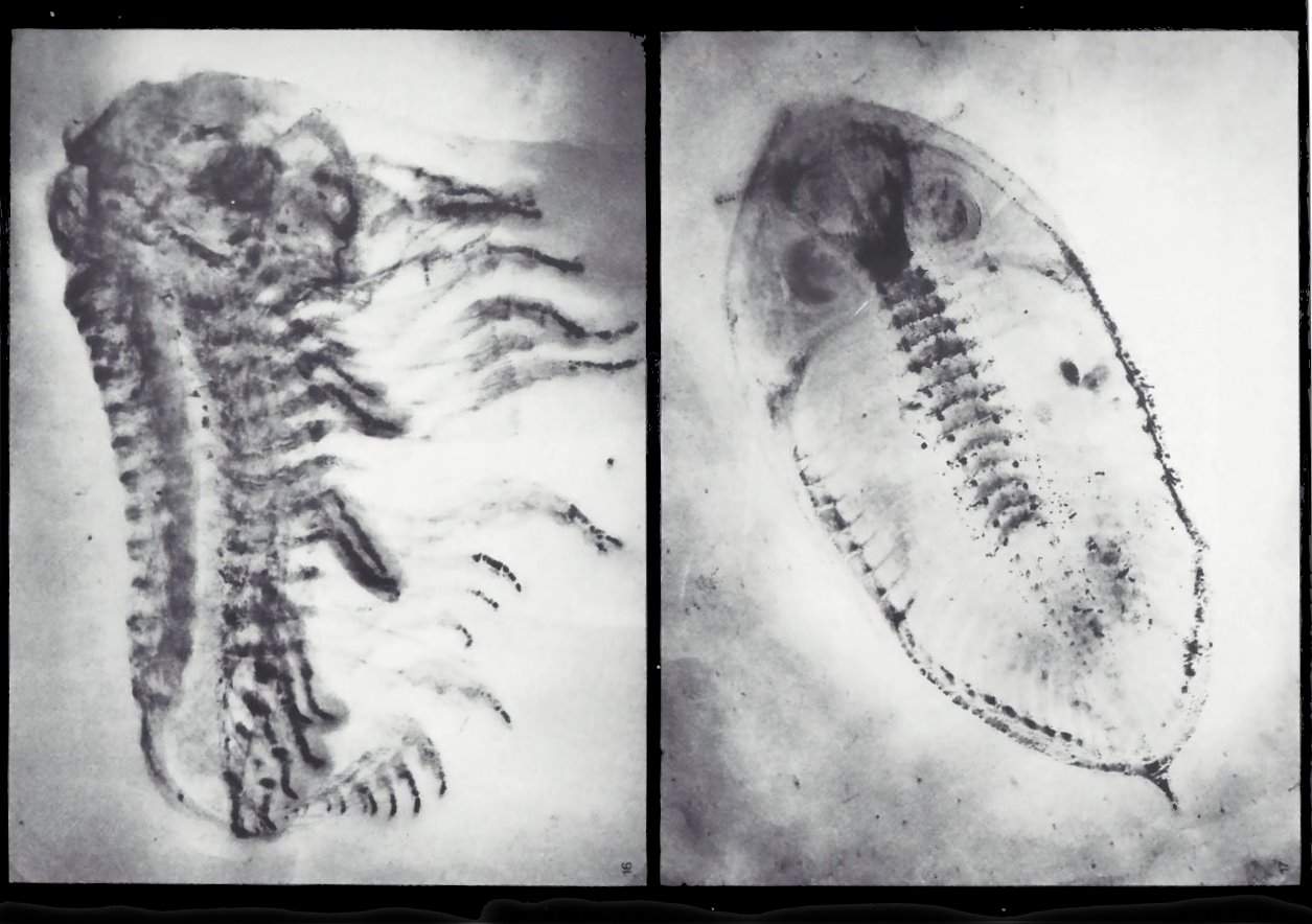 Phacops sp., Odontochile sp. Bundenbach-Fossil_Tafel_05