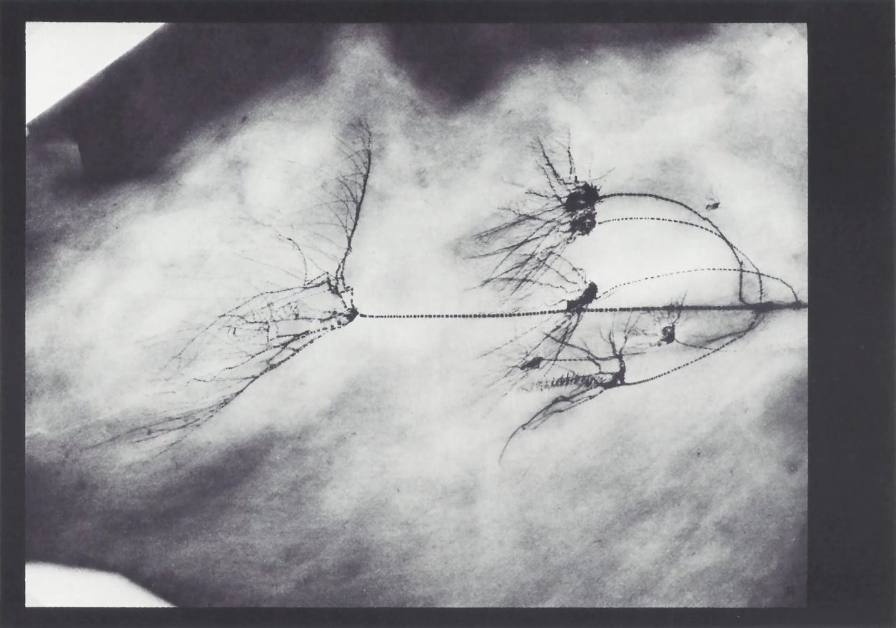 Bathericrinus semipinnulatus Bundenbach-Fossil_Tafel_13