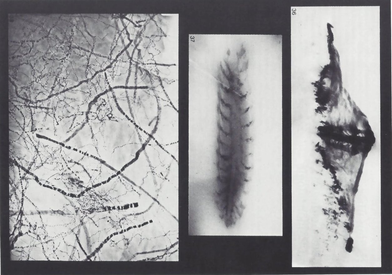 UFO, Polychaeter, Wurmspuren Bundenbach-Fossil_Tafel_16