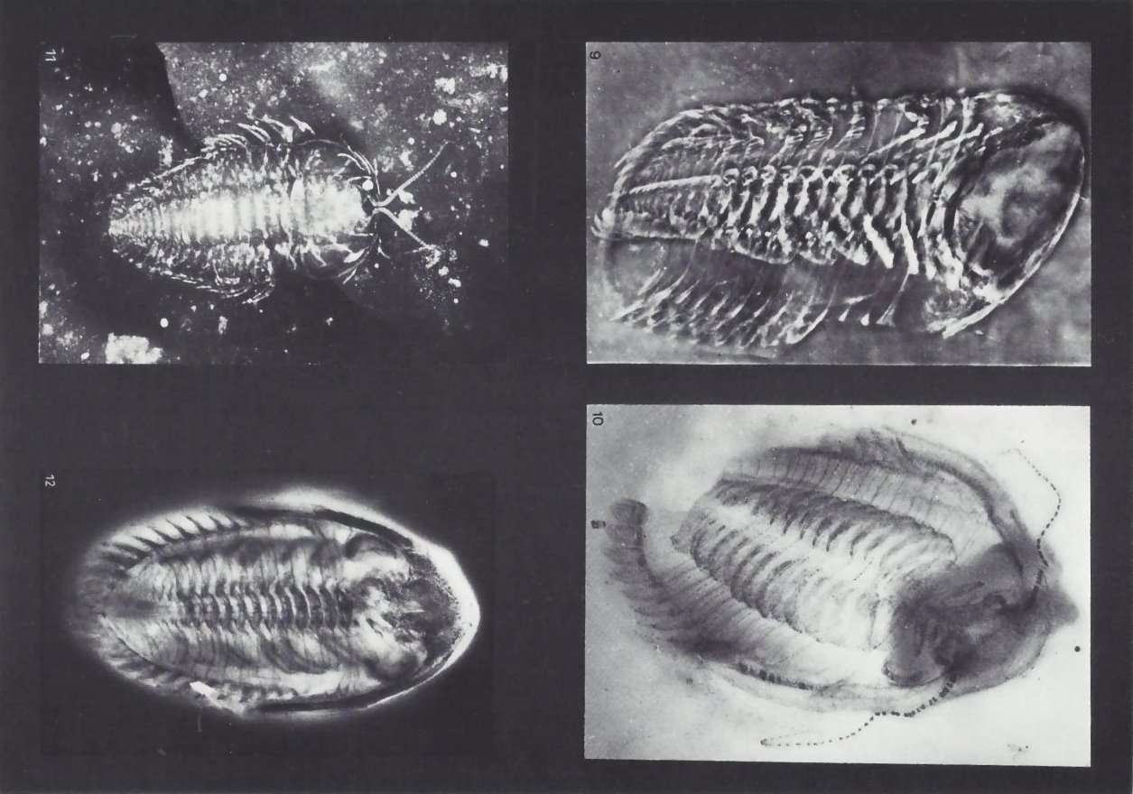 Phacops sp., Asteropygope sp., Triartrus eatoni, Asteropygope sp. Bundenbach-Fossil_Tafel_03
