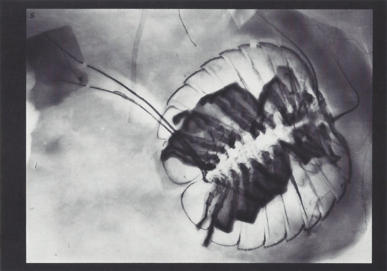 Cheloniellon calmani Bundenbach-Fossil_Tafel_06