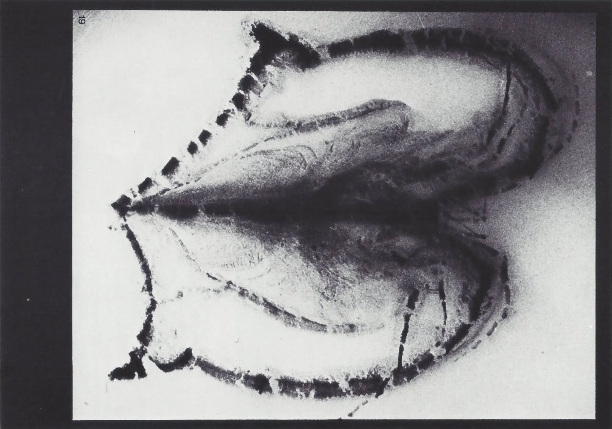 Vachonisia rogeri Bundenbach-Fossil_Tafel_07