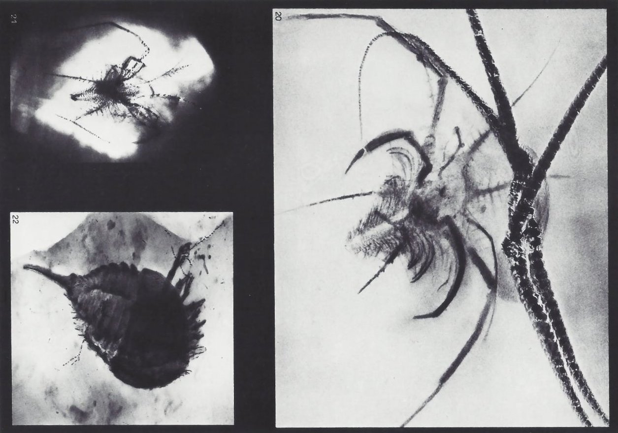 Mimetaster hexagonalis, Weinbergina opitzi Bundenbach-Fossil_Tafel_08