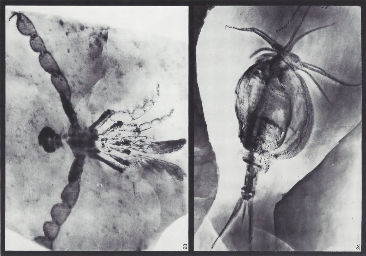 Palaeoisopus problematicus, Nahecaris stuertzi Bundenbach-Fossil_Tafel_09